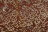 Polished Linella Avis Stromatolite - Million Years #129152-1